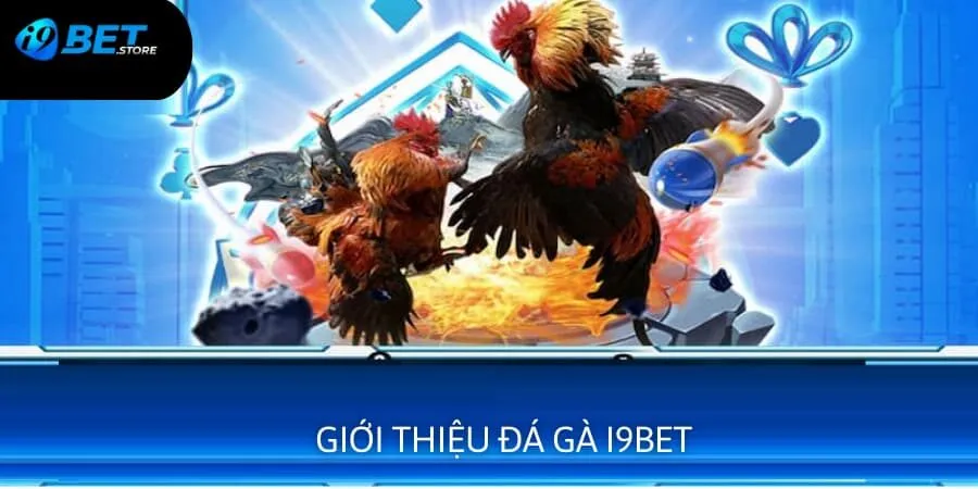 Giới thiệu đôi nét một vài thông tin về sảnh đá gà I9BET