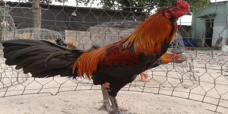 Được xem là biểu tượng của may mắn, quyền uy và thịnh vượng trong văn hóa dân gian