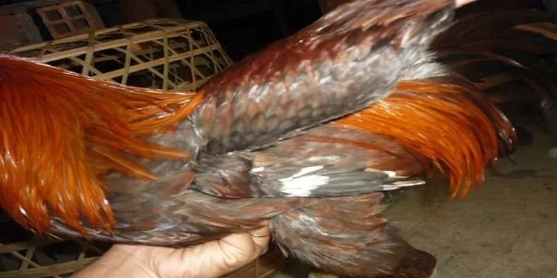 Vẻ đẹp lạ mắt của lông voi giúp gà trở nên nổi bật, khác biệt so với những loại gà khác