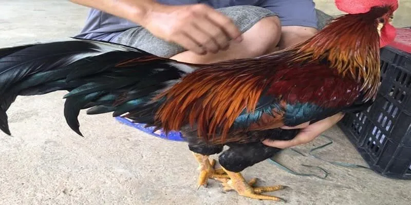 Cần đảm bảo cung cấp ánh sáng tự nhiên hoặc đèn trong những ngày thời tiết xấu để giữ ấm