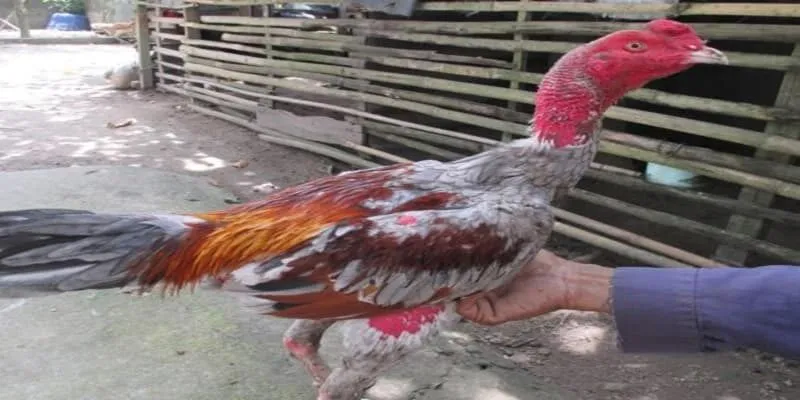 Cân định kỳ để đảm bảo gà phát triển đều đặn, không bị sụt cân bất thường