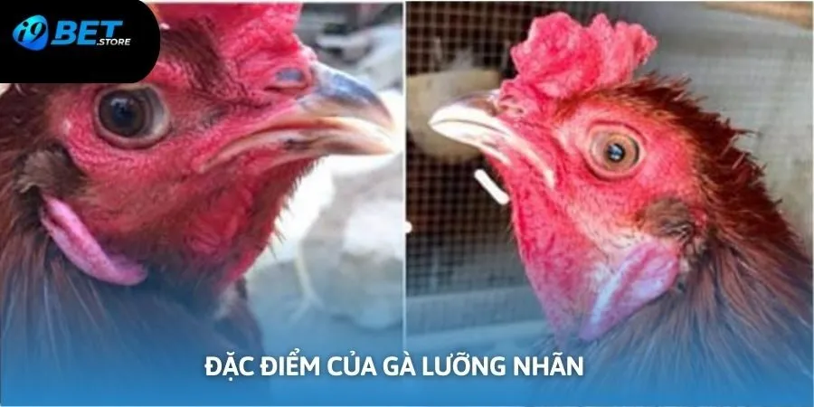 Chiến kê lưỡng nhãn sở hữu các ưu điểm độc quyền