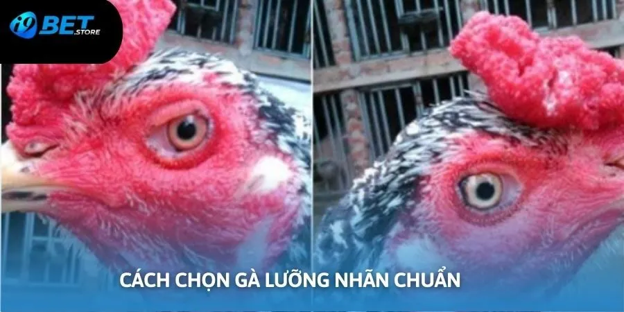 Lưu ý khi chọn mua gà chọi lưỡng nhãn trên thị trường