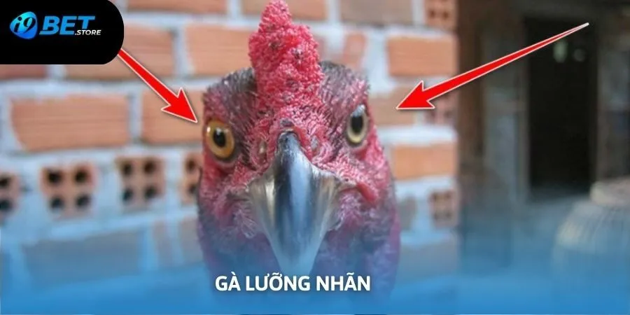 Thông tin về giống gà lưỡng nhãn cực hiếm trên thị trường