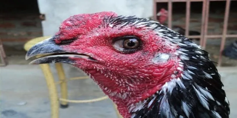 Mắt hạt cau rất nhạy cảm với các chuyển động, thể hiện sự linh hoạt và tinh thần chiến đấu cao