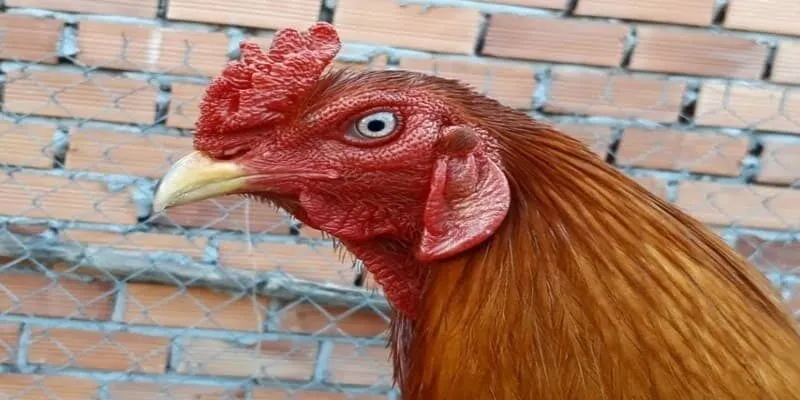 Nếu mắt không phản ứng hoặc phản ứng chậm, cần kiểm tra kỹ hơn về tình trạng sức khỏe