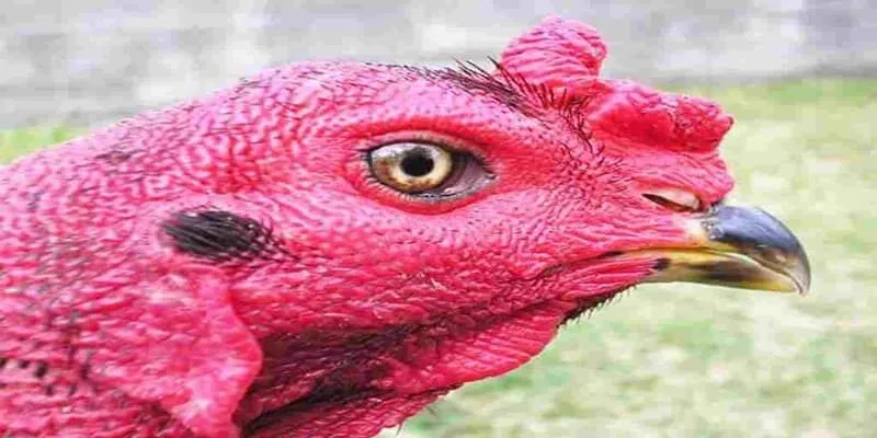 Được xem là hiếm có và thường được săn lùng để làm giống hoặc nuôi làm cảnh