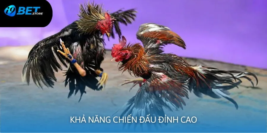 Những lợi ích giúp gà chọi tăng cơ hội chiến thắng