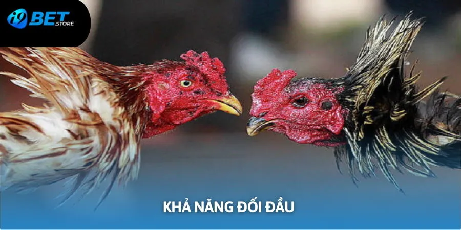 Khả năng chịu đòn và đối đầu là đặc điểm nổi bật của gà chọi