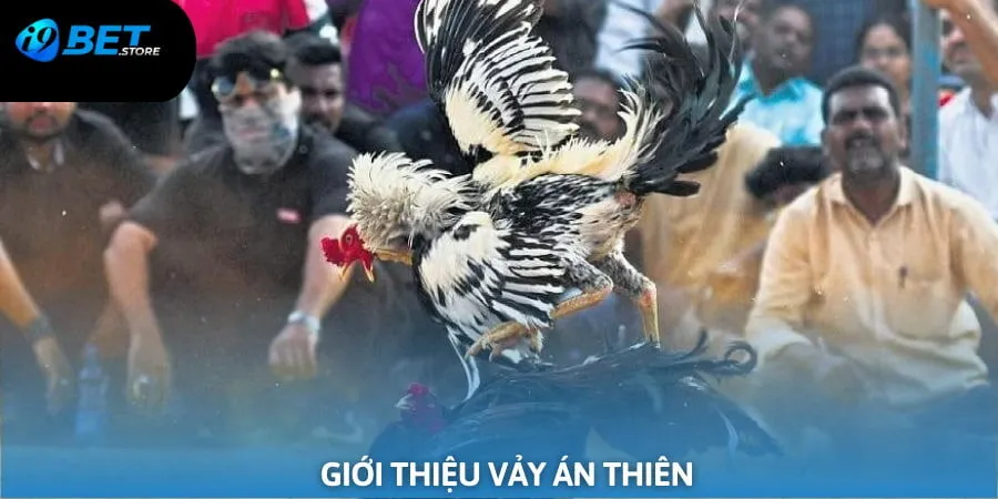 GIới thiệu đôi nét về vảy gà án thiên tại I9bet