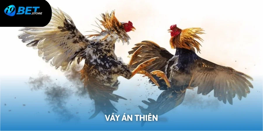 Những đặc điểm giúp gà có vảy án thiên được săn đón