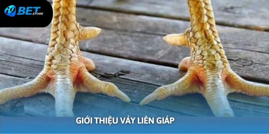 Giới thiệu vảy liên giáp