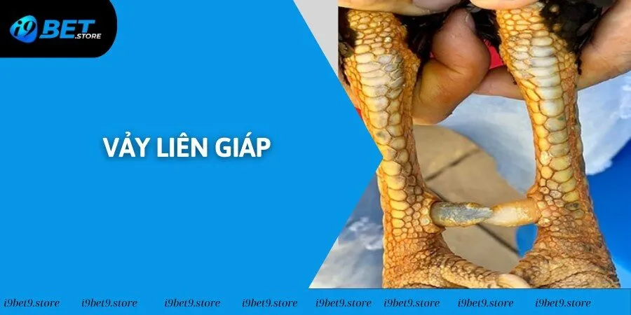 Vảy Liên Giáp Tốt Hay Xấu - Tìm Hiểu Nội Dung Liên Quan